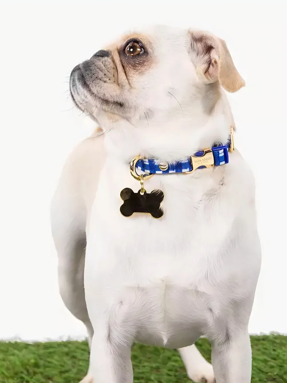 kate spade Navy Gingham Collar